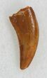 Serrated Raptor Tooth From Morocco - #33560-1
